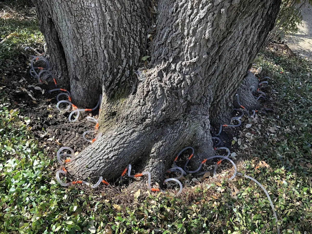 Detailed Tree Cabling and Bracing job site in Buckhorn