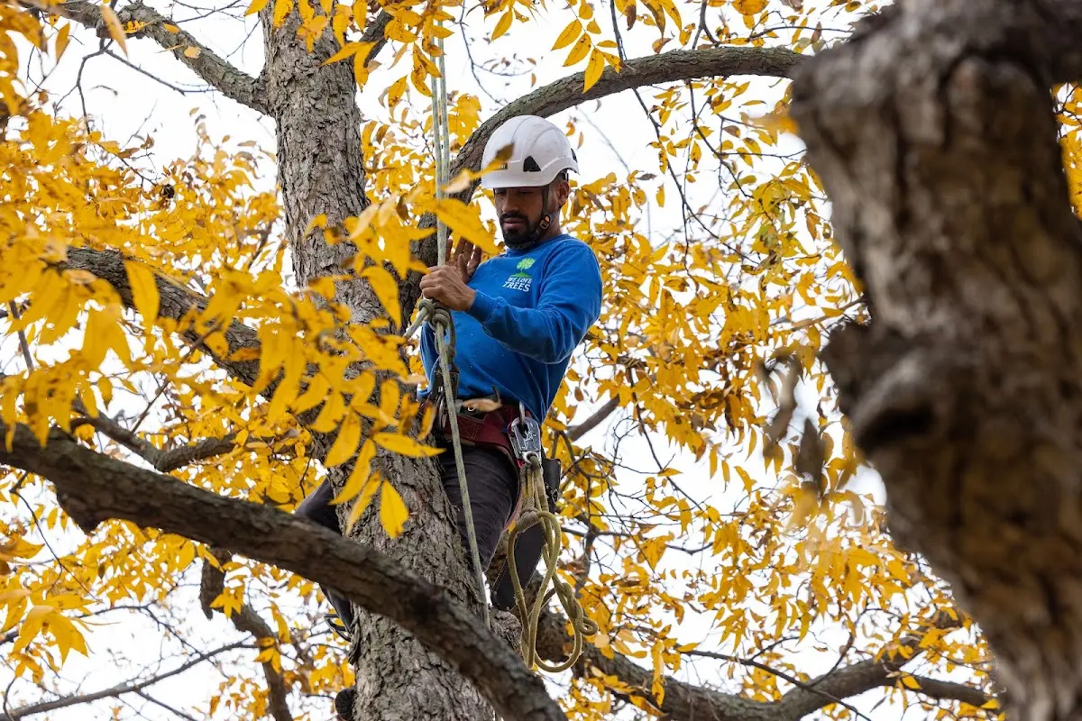 Skilled Tree Transplanting crew working in Buckhorn